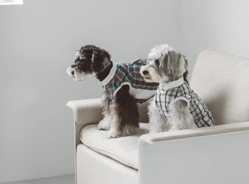 シンプルなドッグウェアを着た愛犬